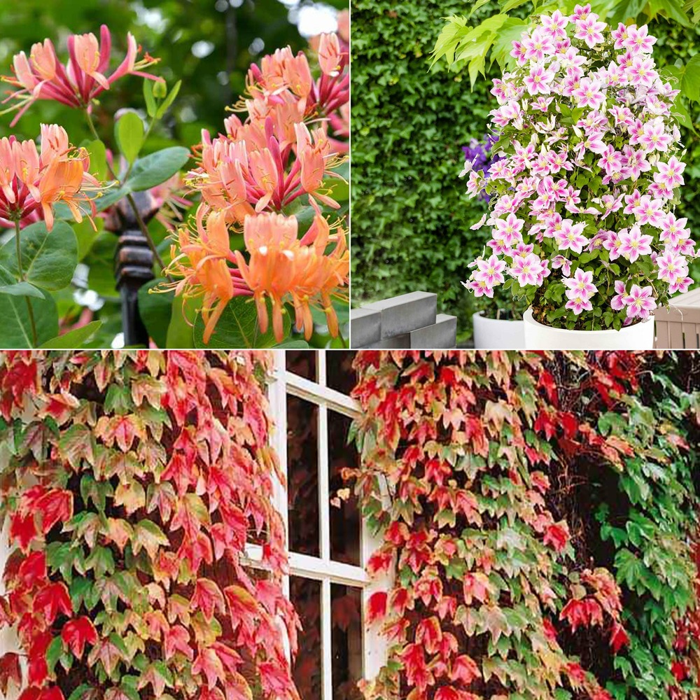 Collection de 3 grimpantes : chèvrefeuille, clématite, vigne vierge - les 3 pots