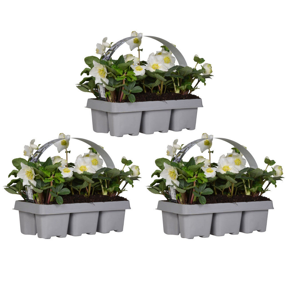 Lot de 18 - helleborus niger christmas carol - rose de noël - hauteur 10-20 cm - motte 9 cm