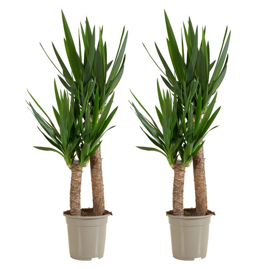 Lot de 2 - yucca elephantipes - lis des palmiers - plantes d'intérieur - p. 21cm - h. 80-90 cm
