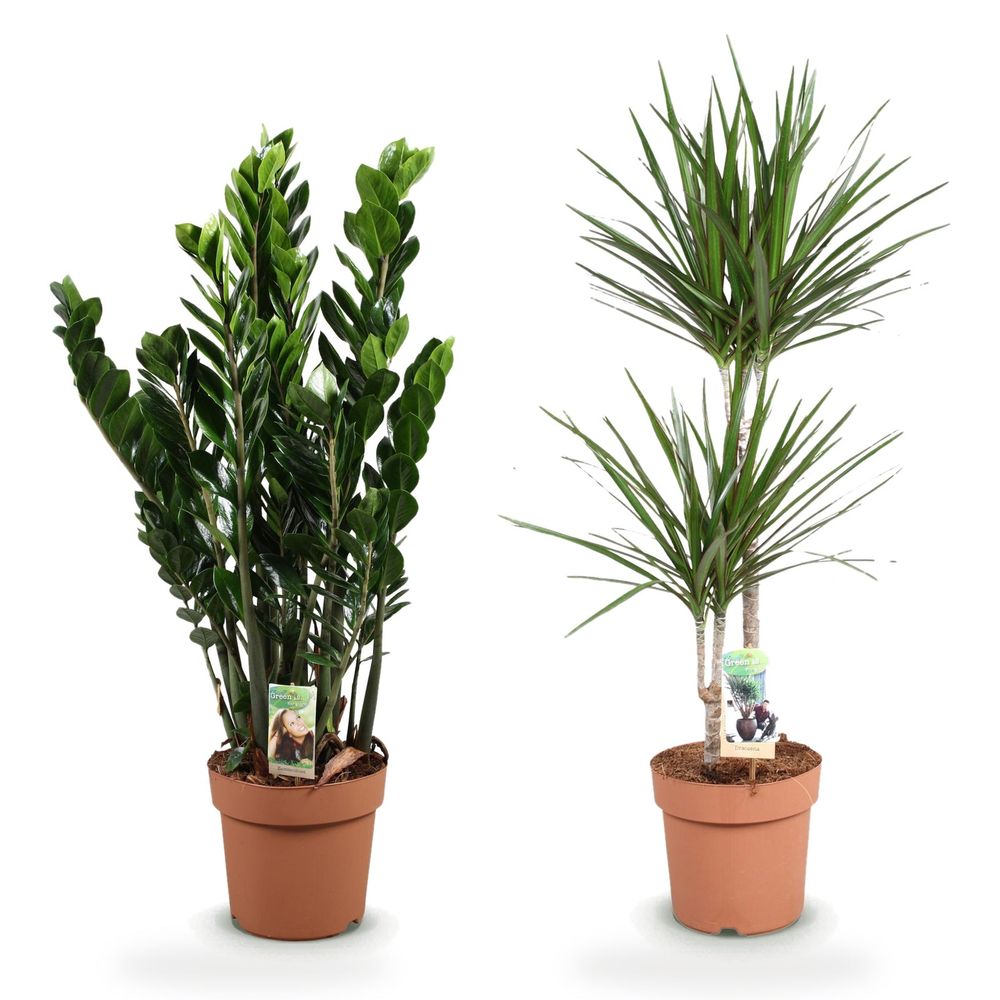 Bureau statement — zamioculcas & dracaena marginata — lot de 2 plantes