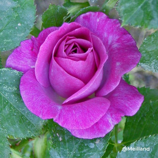 Rosier grimpant 'violette parfumée' ® (rosa 'violette parfumée' ®)