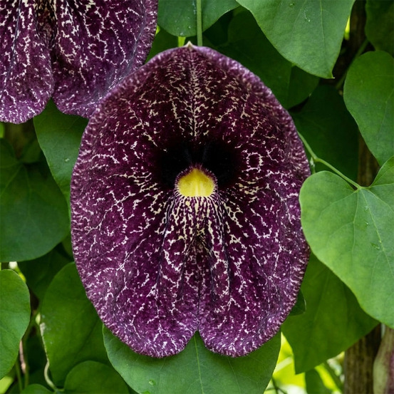 Lot de 2 - aristolochia macrophylla - plante grimpante - h. 60-80 cm