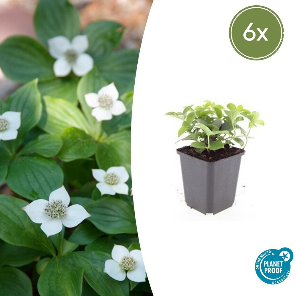 Cornouiller du canada x6 – entre 0,38 et 0,5m2