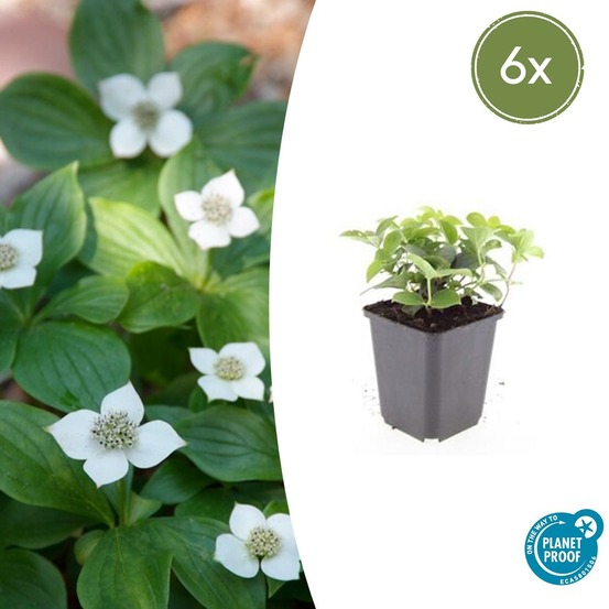 Cornouiller du canada x6 – entre 0,38 et 0,5m2