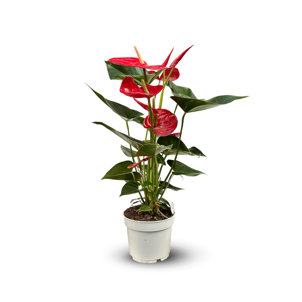 Anthurium rouge - plante d'intérieur - ↕ 60-70 cm - ⌀ 17 cm - plante fleurie