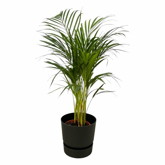 Grand palmier areca et son pot - hauteur 85cm