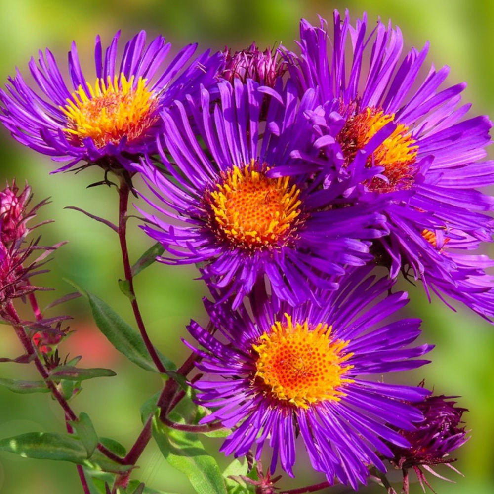 Aster des alpes violet pot de 3l - 20/40 cm