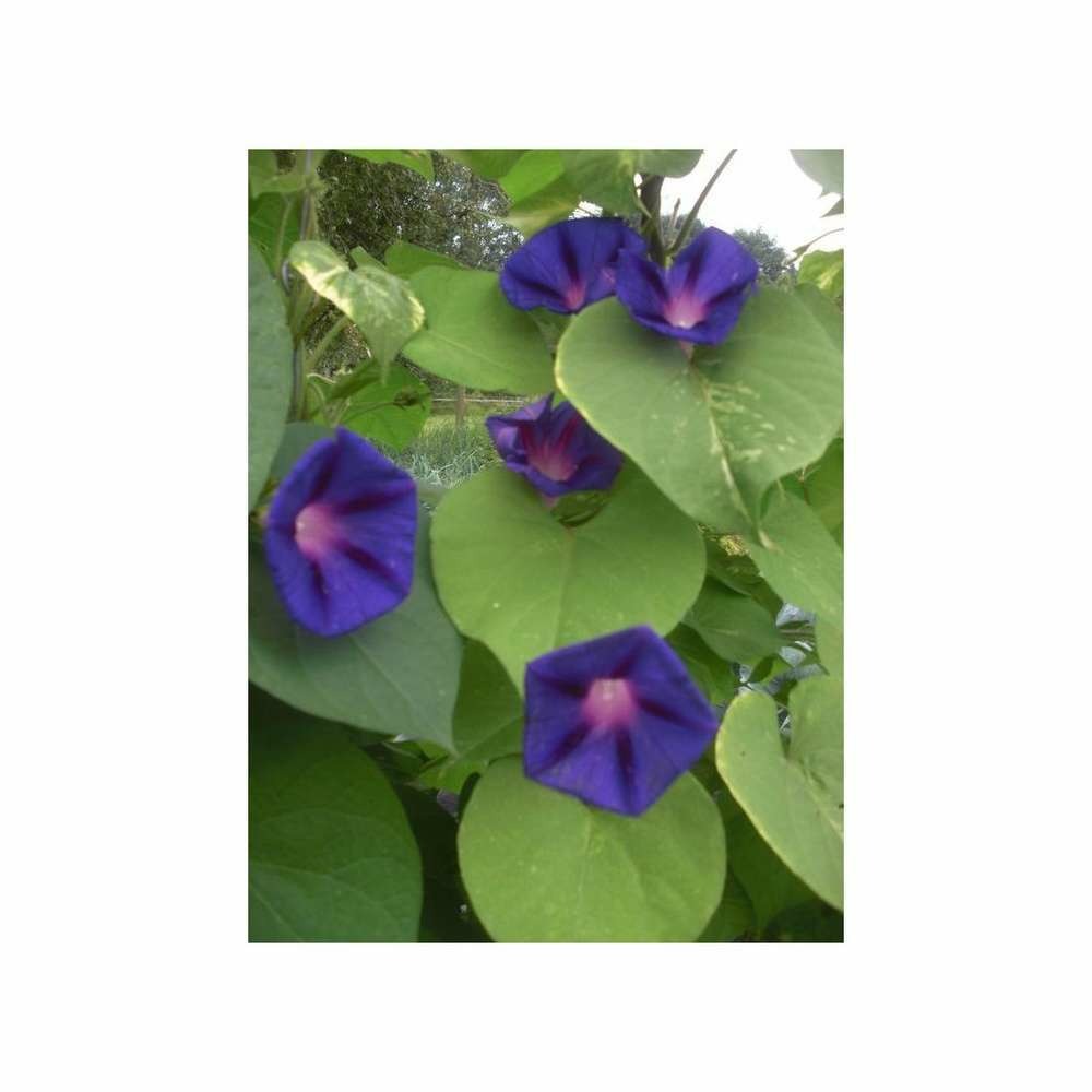 Ipomée volubilis bleu azur