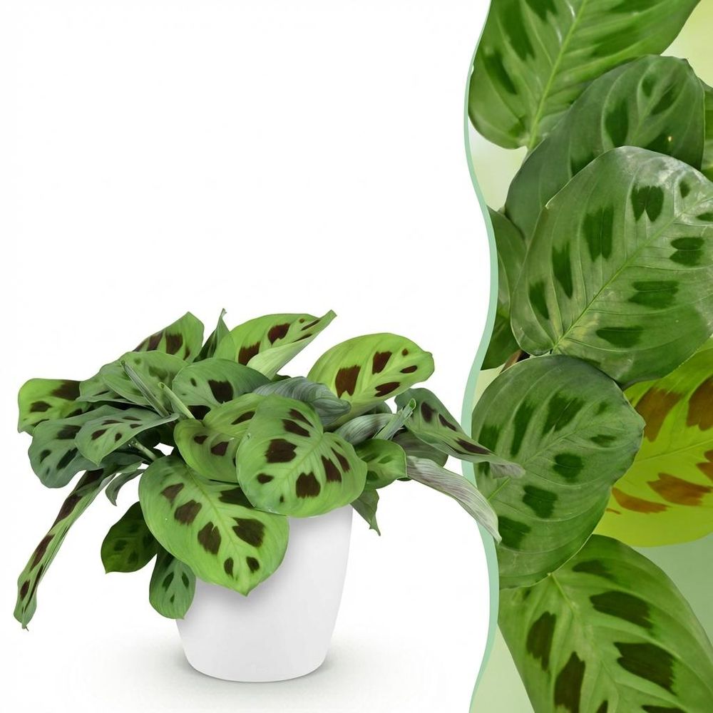 Maranta fascinator kerchoveana - pet-friendly - pot de 12cm - hauteur 25cm - plantes d'intérieur