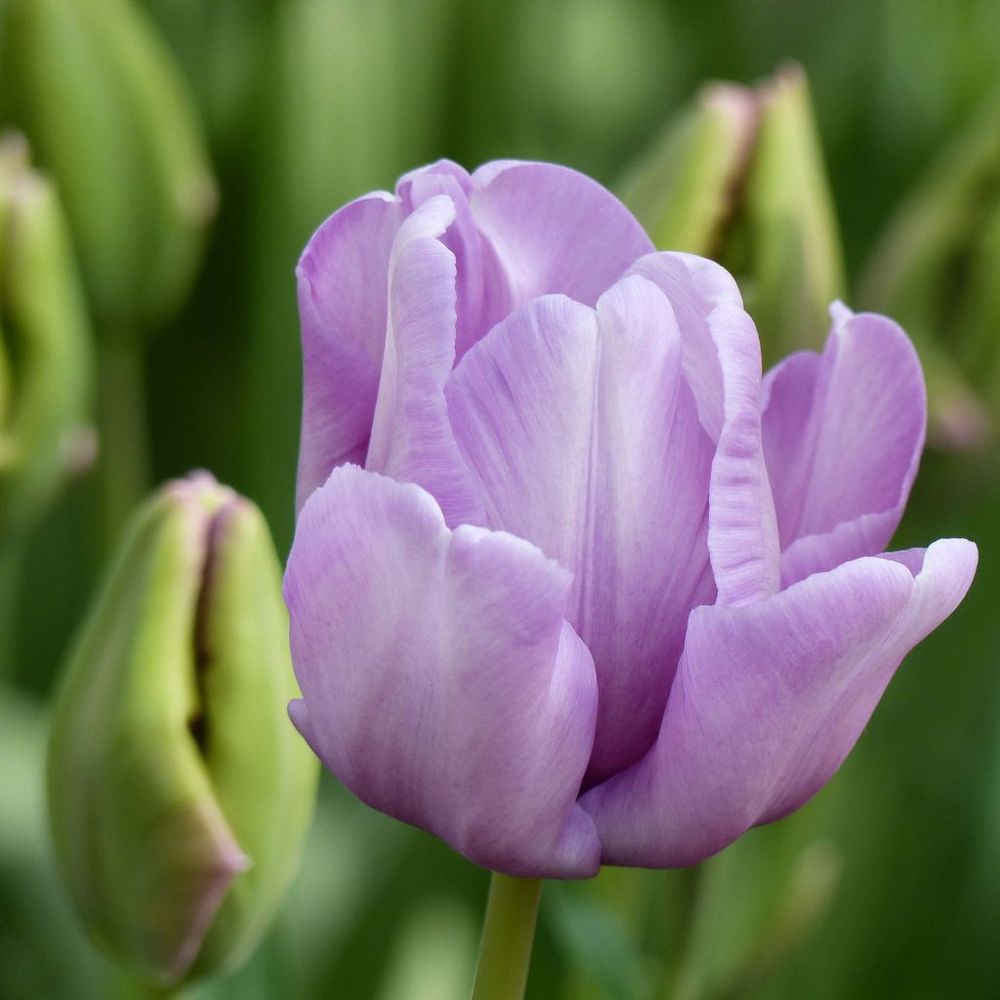 Tulipe perroquet 'james last' bulbe calibre 12+ (par 6)