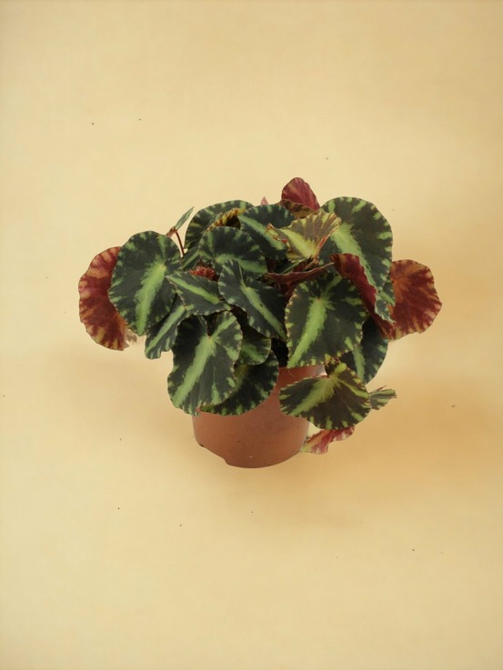 Begonia cleopatra