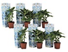 Hydrangea bicolor 'bavaria bleu' - hortensia - set de 6 - ⌀9cm - hauteur 25-40cm