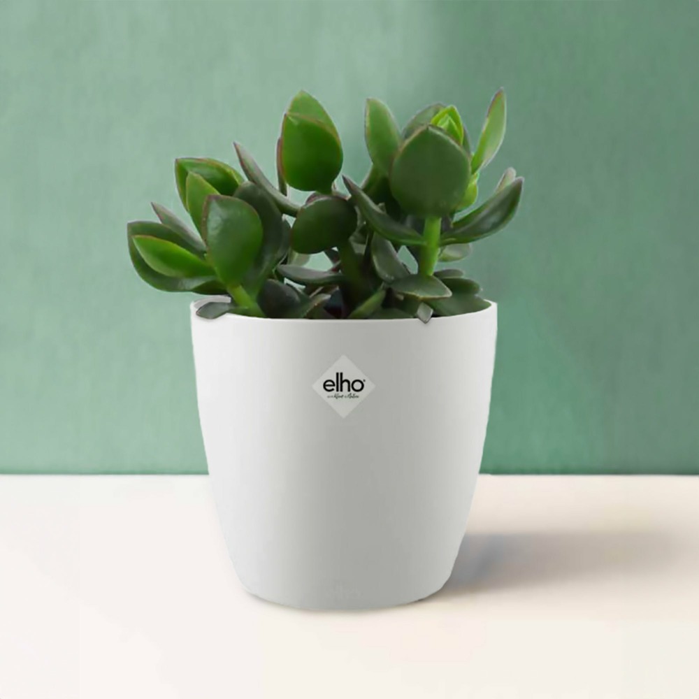 Crassula ovata argentea et son cache-pot blanc elho - le pot de 12 cm et le cache pot de 14 cm. Hauteur livrée 10 cm
