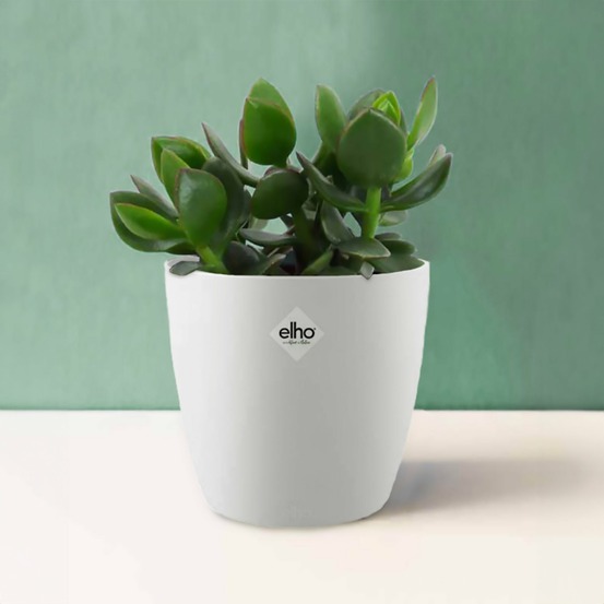 Crassula ovata argentea et son cache-pot blanc elho - le pot de 12 cm et le cache pot de 14 cm. Hauteur livrée 10 cm