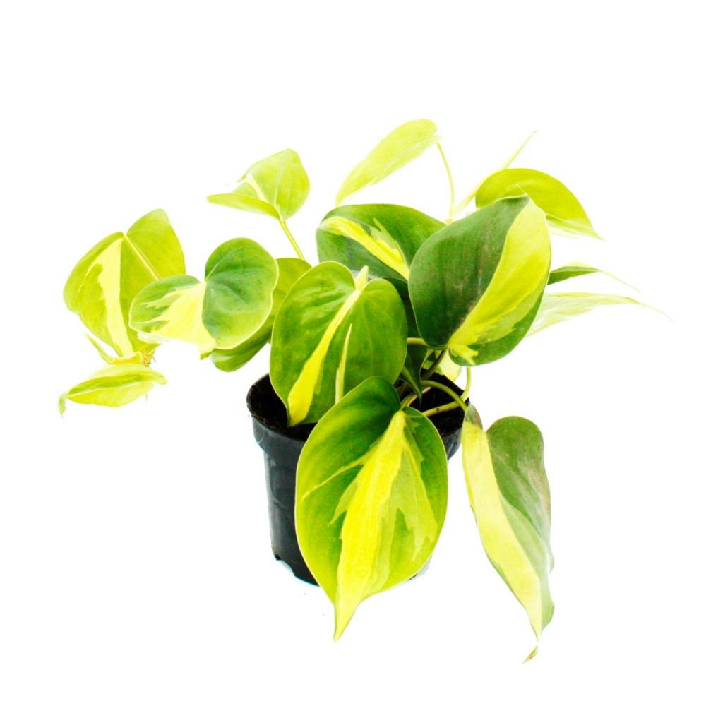 Philodendron scandens brasil - arbre grimpant ami - bicolore - pot 12cm