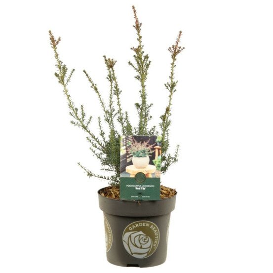 Podocarpe red tip - podocarpus lawrencei red tip 20/30cm pot 2,5l