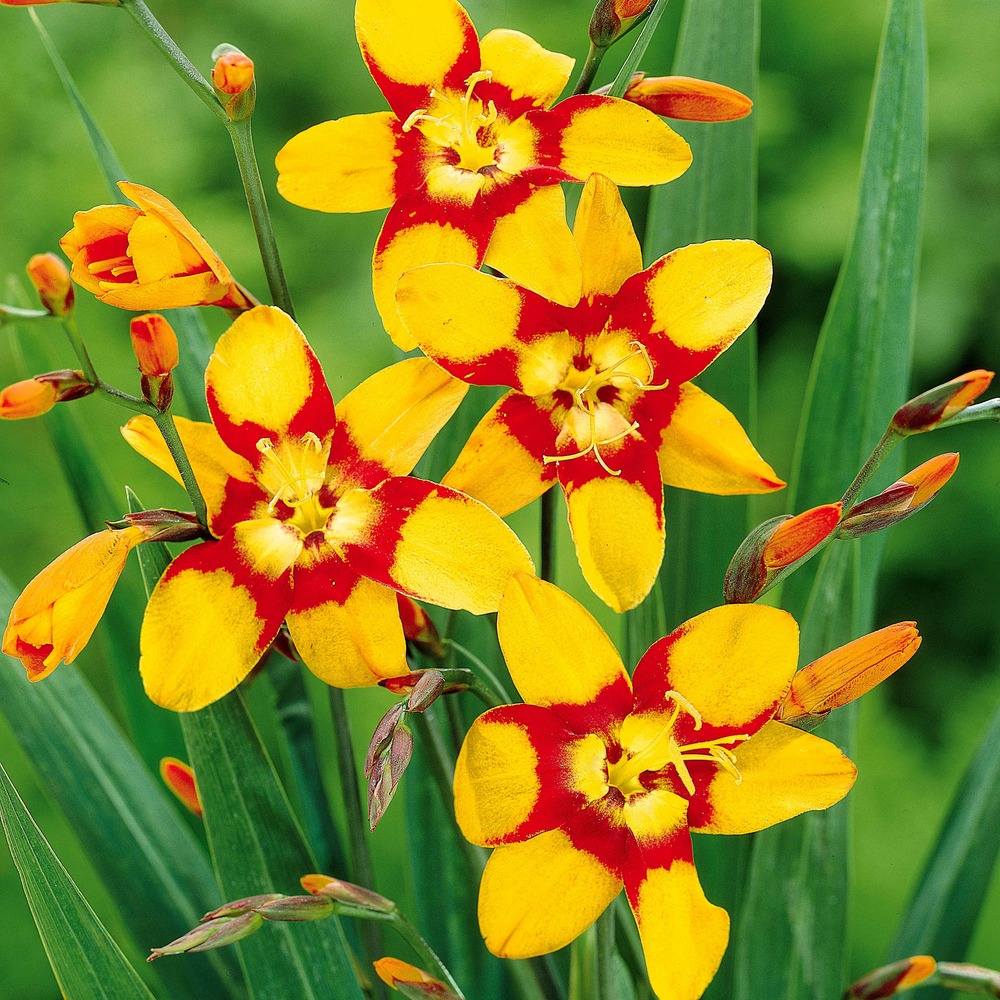 15 crocosmias bicolores - le sachet de 15 bulbes / circonférence 8cm+, vendu par lot de 4
