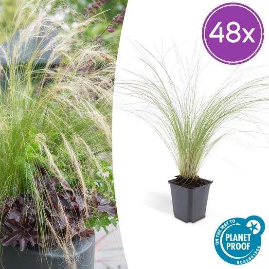 Lot de 48 - stipa tenuissima 'ponytails' - h10-25 cm