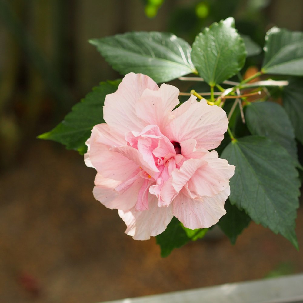Hibiscus de syrie pink chiffon - hibiscus syriacus pink chiffon pot 3l