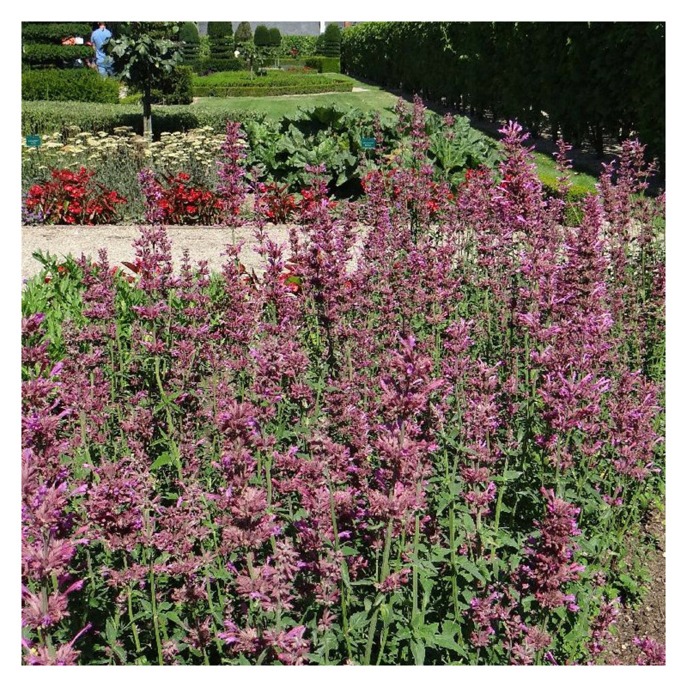 Agastache du mexique red fortune® lot de 5 godets