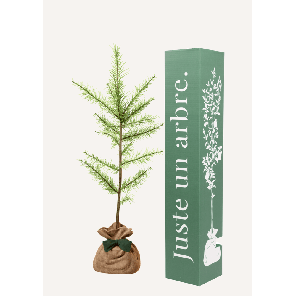 Melèze d'europe | offrez un arbre pour célébrer les grands moments de vie (naissance, mariage). Un cadeau unique.