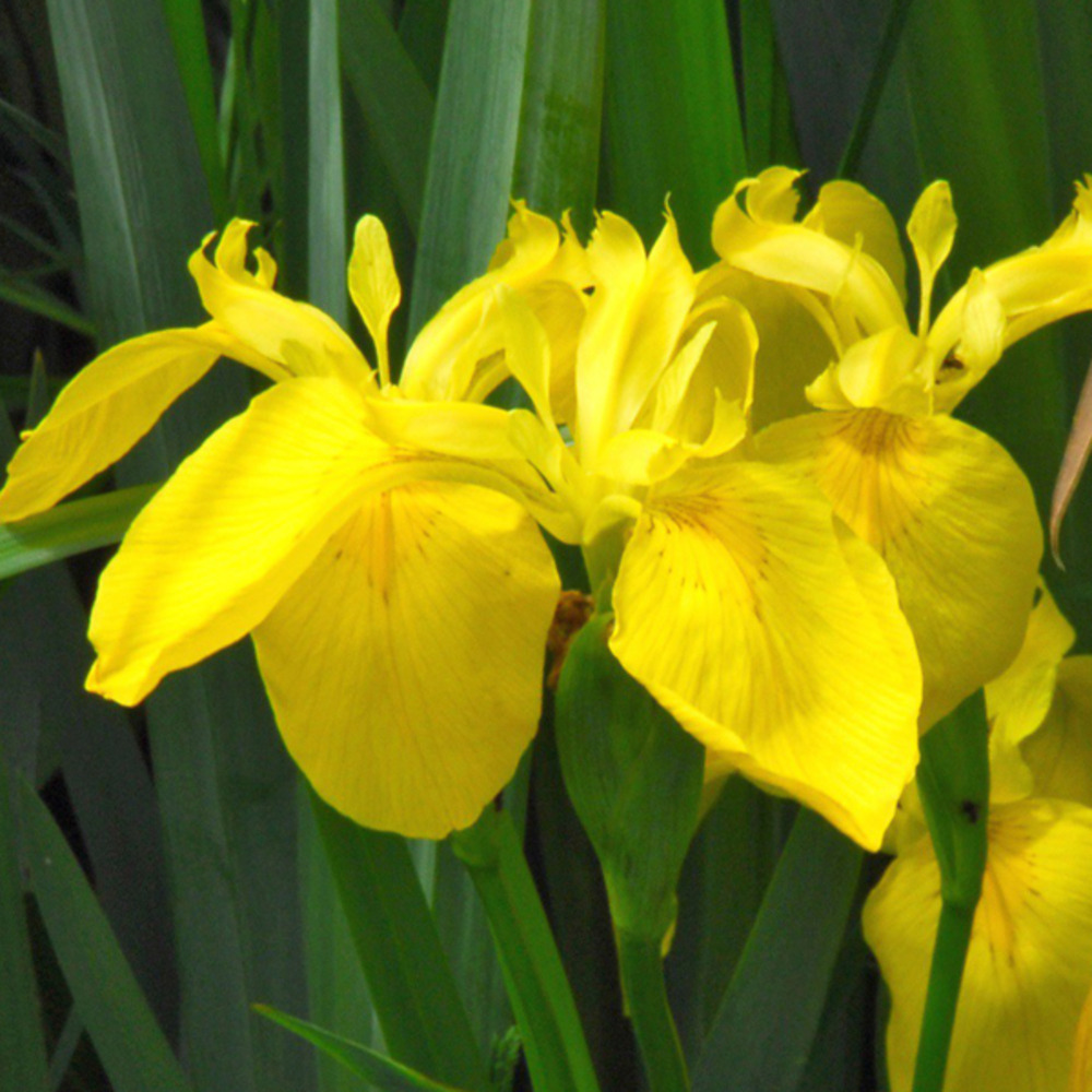 6 x iris des marais - iris pseudacorus  - godet 9cm x 9cm