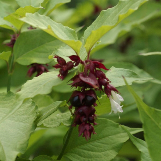 Arbre aux faisans purple rain, leycesteria pot de 1,5l - 20/50 cm