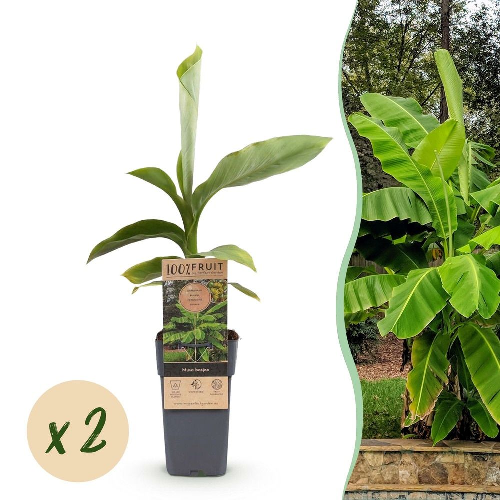 Bananier rustique - pot 15 cm - hauteur 50 cm
