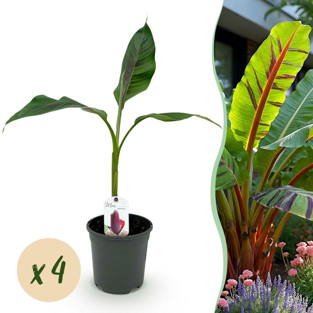 Bananier 'red tiger' - lot de 4 - pot 17 cm - hauteur 40 cm
