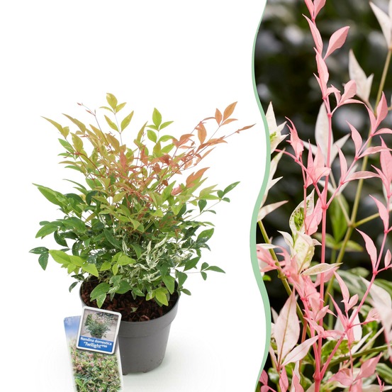 Nandina twilight – lot de 1 – pot 17 cm – hauteur 45 cm