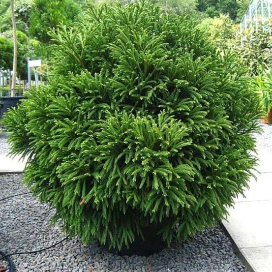Cèdre du japon 'globosa nana' pot de 12l/15l, tige, tige de 80 cm