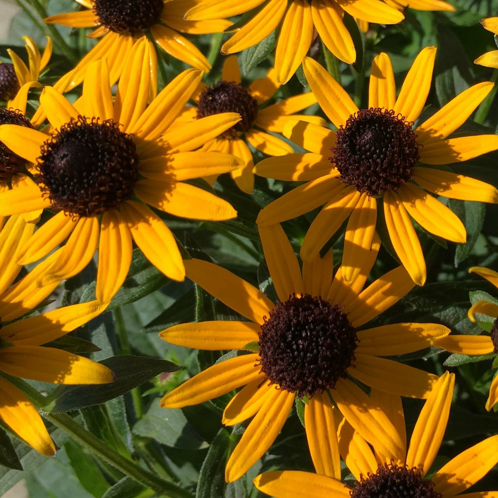 Rudbeckie 'little gold star' pot de 3l/4l