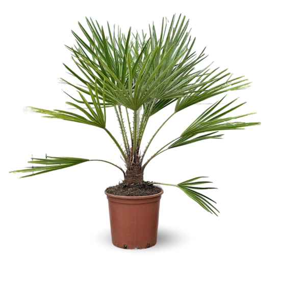 Chamaerops Humilis - palmier nain - ↕ 110-120 cm - ⌀ 25 cm - plante d'extérieur