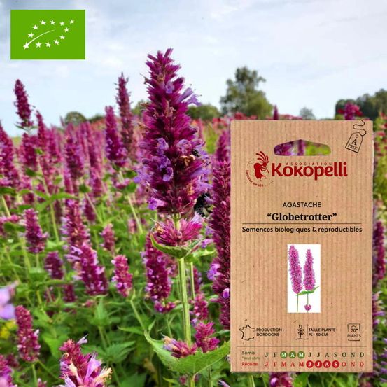 Agastache globetrotter- graines bio à semer