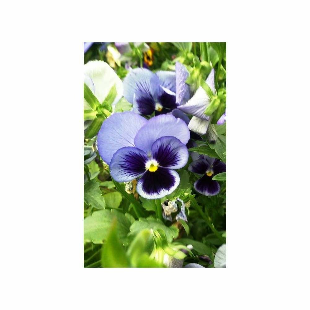 Pensée géante de suisse bleue lac de thoun