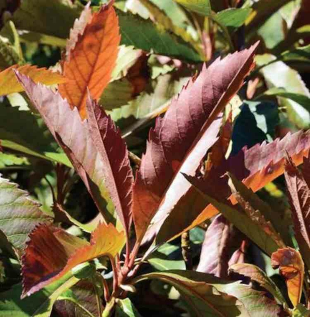 Eriobotrya japonica 'coppertone' (néflier du japon, bibacier, loquat) pot 90l-175/200cm- péri 14/16