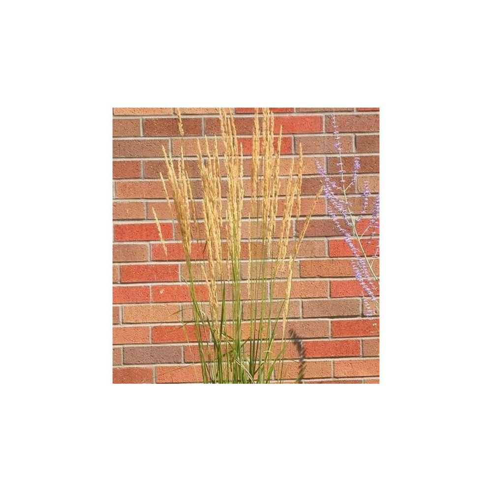 Calamagrostis avalanche godet - 5/20 cm