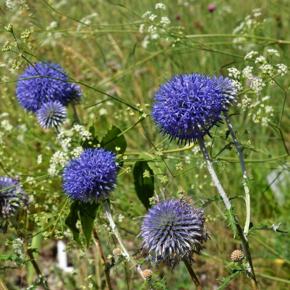 Boule azurée veitch's blue, echinops lot de 3 godets