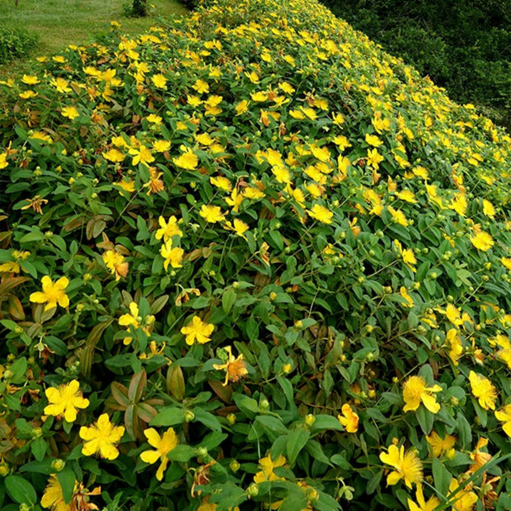 5 millepertuis - les 5 pots / ø 9cm