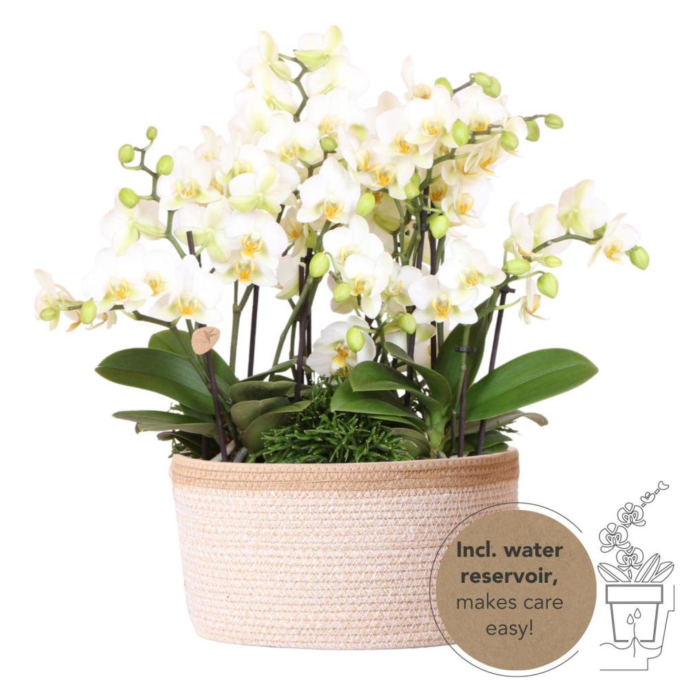 Plante d'intérieur - set de 3 orchidées blanches et 3 rhipsalis dans un panier en coton avec réservoir d'eau 35cm