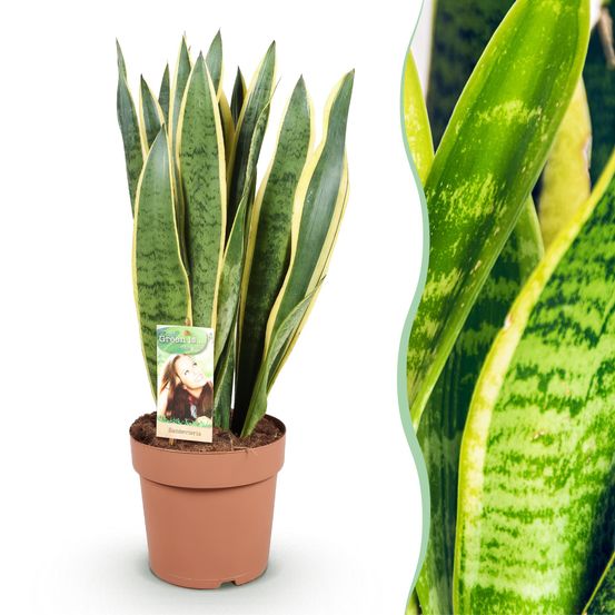 Sansevieria laurentii - plantes d'intérieur