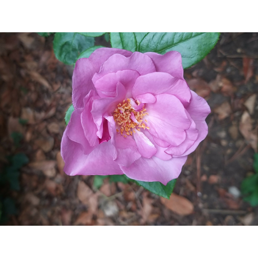 Rosier 'bossuet, aigle de meaux' pot de 4l/5l