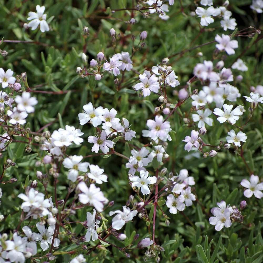Gypsophile rampant alba - le pot / ø 9cm, vendu par lot de 4