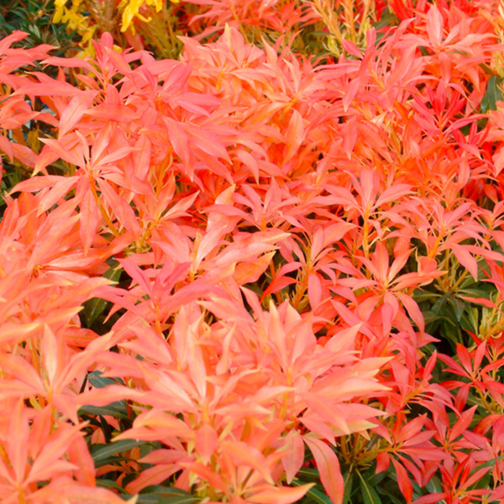 2 x andromède 'forest flame' - pieris 'forest flame'  - 30-40 cm pot