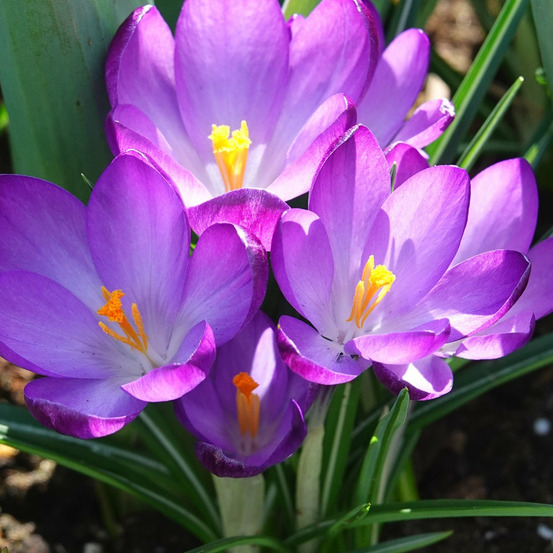 20 crocus hybride ruby giant - le sachet de 20 bulbes / circonférence 5-6cm, vendu par lot de 4