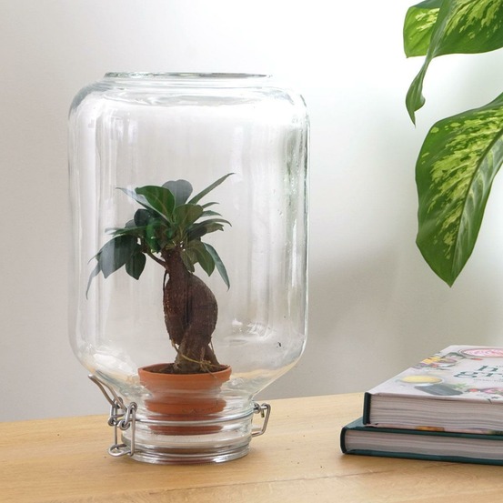 Easyplant - baby plante sous verre -