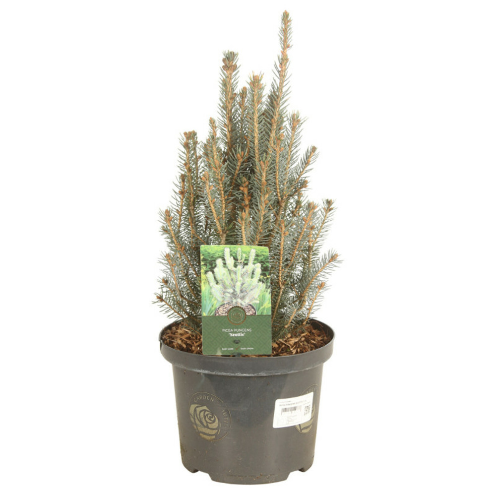 Épicéa bleu 'scottie' pot 5l 40cm - picea pungens scottie