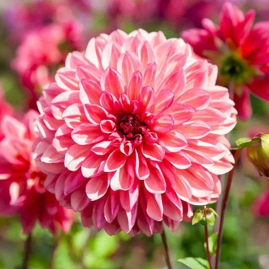 3 dahlias décoratifs bacardi - le sachet de 3 bulbes, vendu par lot de 4