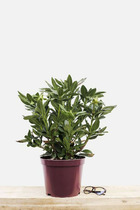 Rhododendron 'cosmopolitain' - en pot de 5 litres