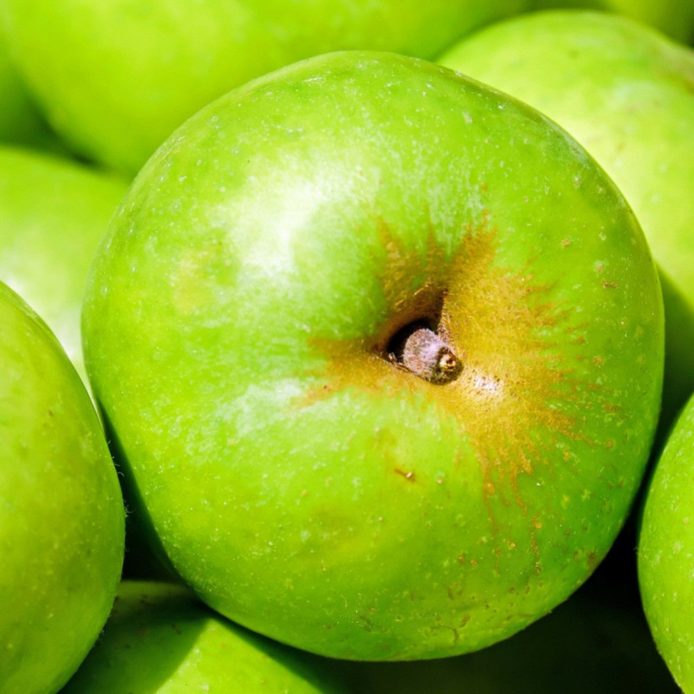 Pommier granny smith pot de 10l - gobelet 2 ans - 120/150 cm